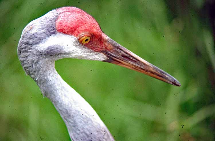 sandhill crane